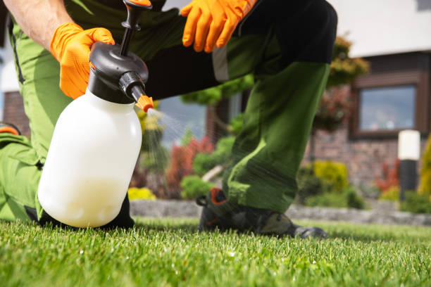 Best Flea Control Services  in Broomfield, CO
