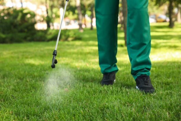 Best Local Pest Control Services  in Broomfield, CO
